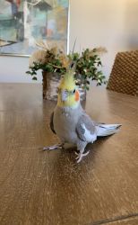 One year old cockatiels for sale.