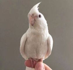 White Red eyed Cockatiel Parrot. Text us only via xxxxxxxxxx