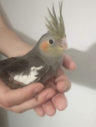 Baby Handraised Cockatiel