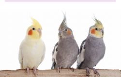 COCKATIEL BIRDS COCKATIELS