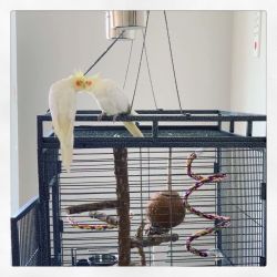 2x cockatiels, white body, yellow head, yellow tail, no other colors