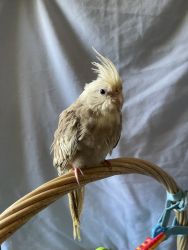 Hand fed and tamed WF Cockatiel for sale!