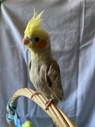 Hand fed and tamed Yellow Pied Tile for sale!