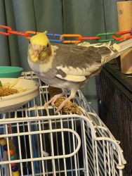 Young cockatiels ready for new homes