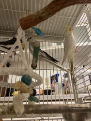 Sale cockatiel moving situation