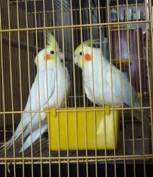Cocktail Ludino birds pair for sale.