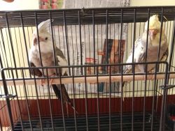 Tamed 1.25 years old 1pair of cocatail parrot for sales