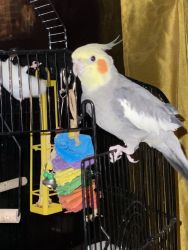 Would like to find a loving bird family!