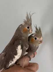 Cockatiels