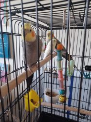 Cockatiels and a parakeet