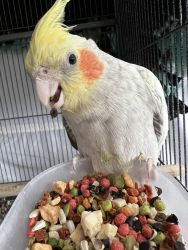 Young female Cockatiel with cage included