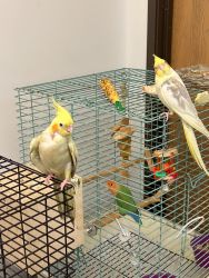 cocktails for sale male / female and new baby
