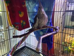 Cockatiel to rehome