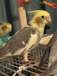 Young Cockatiels ready for new homes
