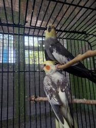 Two Cockatiels For Sale