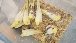 Cockatiels looking for new home