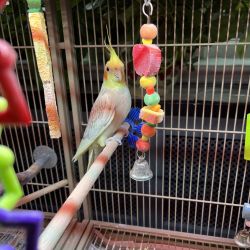 2 Male Cocktails for sale with cage, toys & food