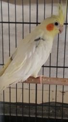 Possibly a Male Cockatiel for Sale