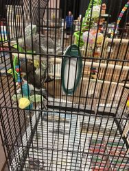 Three Cockatiels for Sale w/ food and gage