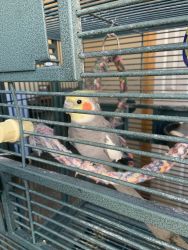 Free to a good home-Cockatiel
