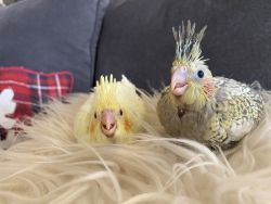 Baby Cockatiels
