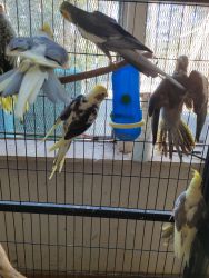 Cockatiel from just weaned to 1 year