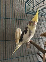 Selling 7-8 month old cockatiel