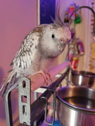 White Faced Cockatiel For Sale