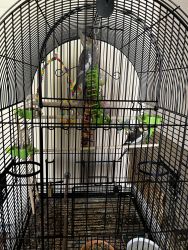 Three Cockatiels with Cage for Sale