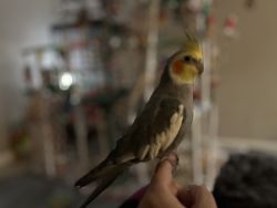 Hand raised, very friendly & loving cockatiels for rehoming.