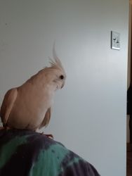 Hand feed and hand raised cockatiel