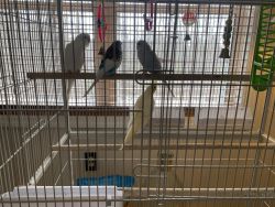 Parakeets and cockatiel