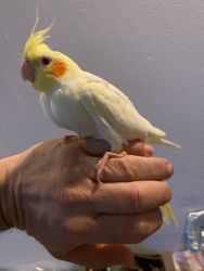 Hand fed cockatiels