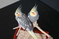 Pair of cockatiels