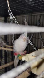 Pair of 2 male and female young cockatiels