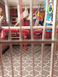 Parakeets and Cockatiels, cages, toys and more