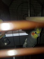 Young male cockatiel for sale