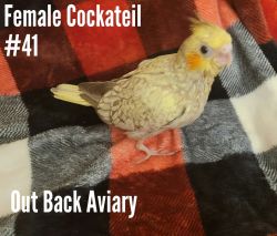 baby cockatiels
