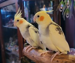Handfed cockatiels looking for their homes.