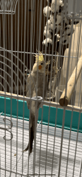 Cockatiel parrot