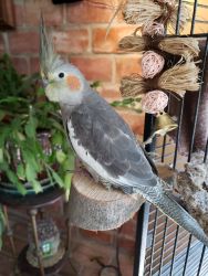 Cockatiel (Young Female) and Deluxe Cage