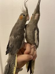 Bonded Cockatiels