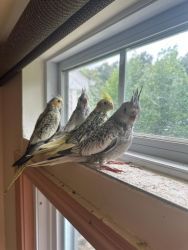 Have 4 baby cockatiels for sale in Marlboro, NJ