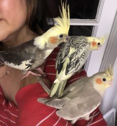 Cockatiels rehoming