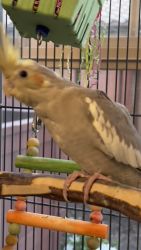 Babies Cockatiels for adoption at great price