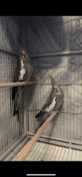 Male and female Cockatiels