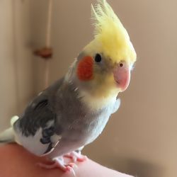 Hand Tamed Cockatiels For Sale
