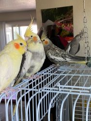 Cockatiel for sell