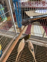Birds for rehoming