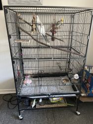 Cockatiel pair & cage for sale